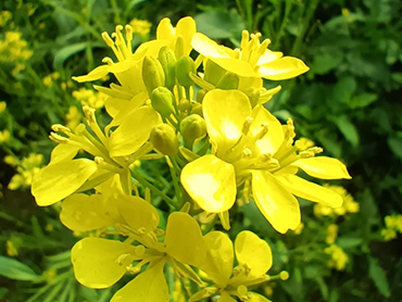 Research on Beekeeping in India