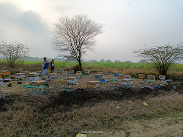 Research on Beekeeping in India