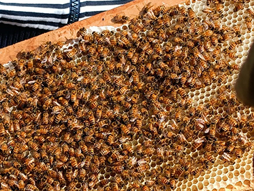 Research on Beekeeping in India