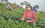 Tea Estates  Plantation